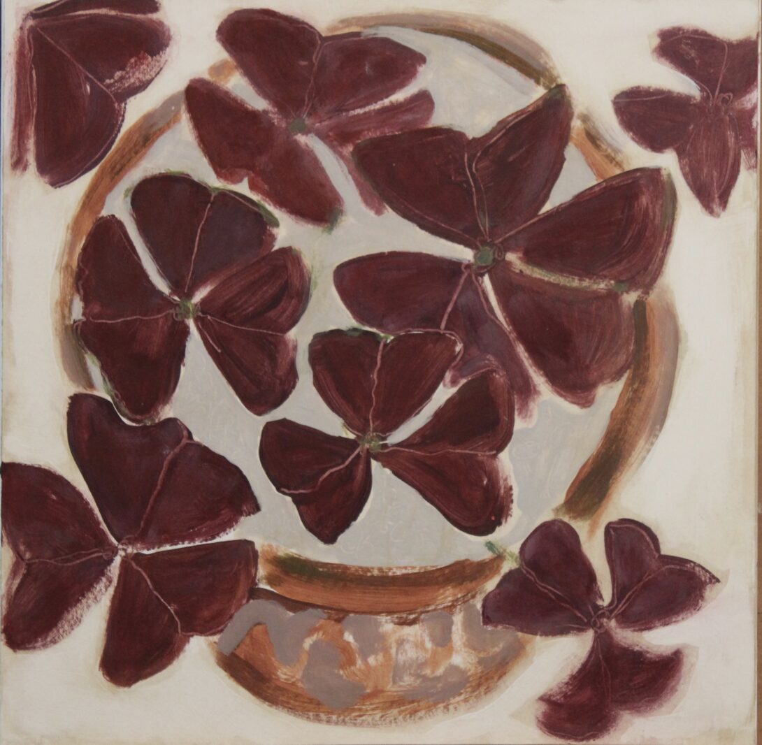 Oxalis Triangularis