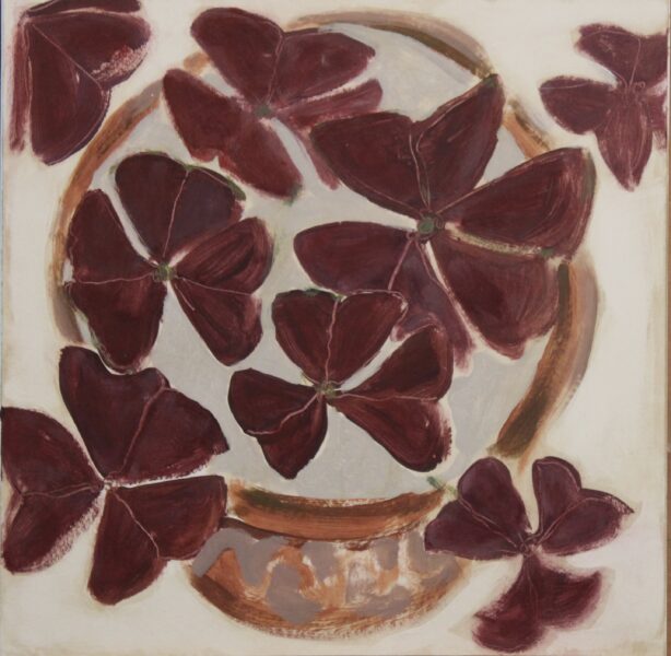 Oxalis Triangularis